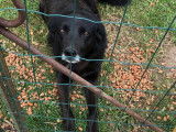 Donne 2 chiens