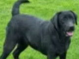 Chiots Labrador Retriever disponibles à la réservation