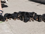 Chiots Berger Allemand à vendre