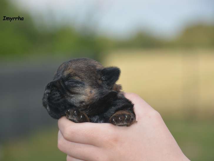 Chiots de race Border Terrier à vendre (2 femelles & 1 mâle)