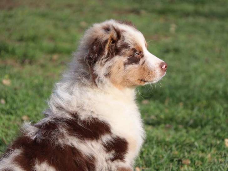 Chiots Bergers Australiens LOF à vendre