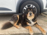 Cherche mâle Dogue du Tibet disponible pour saillie