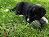 Chiot Border Collie à vendre