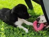 Chiot Border Collie à vendre