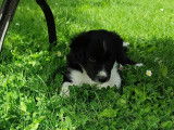 Chiot Border Collie à vendre
