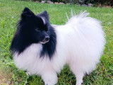 Mâle Spitz Allemand petit disponible pour saillie