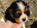 Chiots Cavalier King Charles à vendre