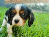 Chiots Cavalier King Charles à vendre