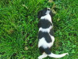 Chiots Cavalier King Charles à vendre