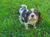 Chiots Cavalier King Charles à vendre
