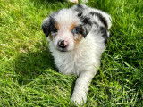 Chiots de type Border-Aussie à vendre (2 femelles & 3 mâles)
