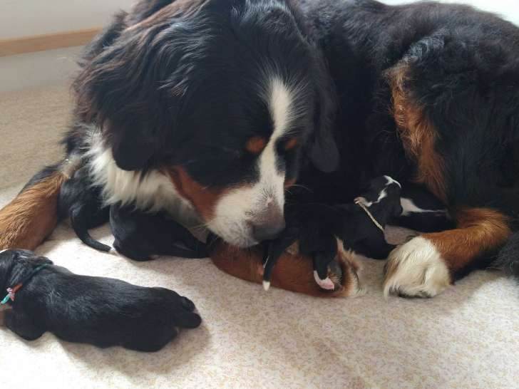 Chiots Bouvier Bernois à réserver