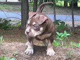 Chiot femelle American Bully &agrave; vendre