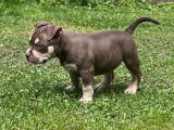 Chiot femelle American Bully &agrave; vendre