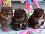 Chiots Spitz Nain chocolat tan à vendre