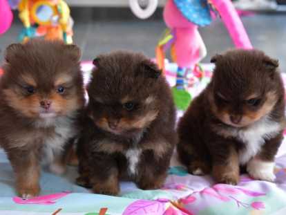 Chiots Spitz Nain chocolat tan à vendre