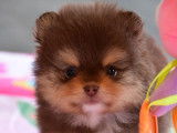 Chiots Spitz Nain chocolat tan à vendre