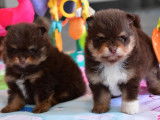 Chiots Spitz Nain chocolat tan à vendre