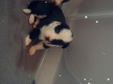 Chiots Border Collie à vendre