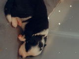 Chiots Border Collie à vendre