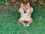 Mâle Shiba Inu disponible pour saillie