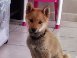 Mâle Shiba Inu disponible pour saillie