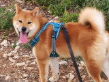 Mâle Shiba Inu disponible pour saillie