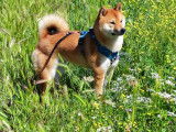 Mâle Shiba Inu disponible pour saillie