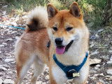Mâle Shiba Inu disponible pour saillie