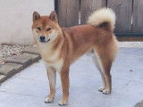 Mâle Shiba Inu disponible pour saillie