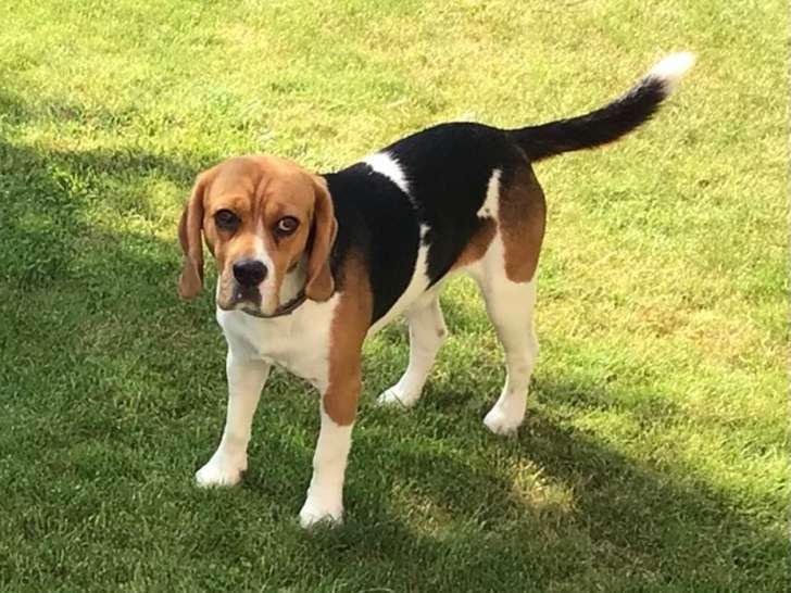 Mâle Beagle disponible pour saillie