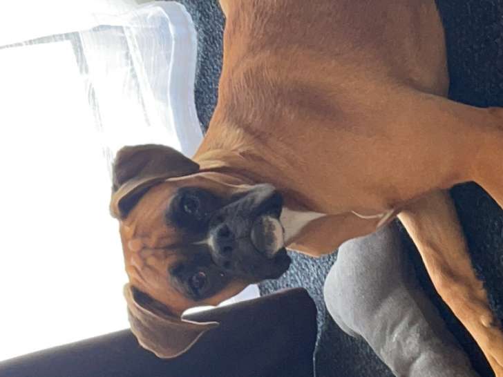 Chienne Boxer de 10 mois à vendre