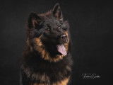 Chiots Eurasier à vendre