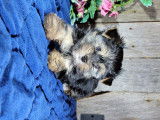 Chiots Yorkshire et Morkie à vendre