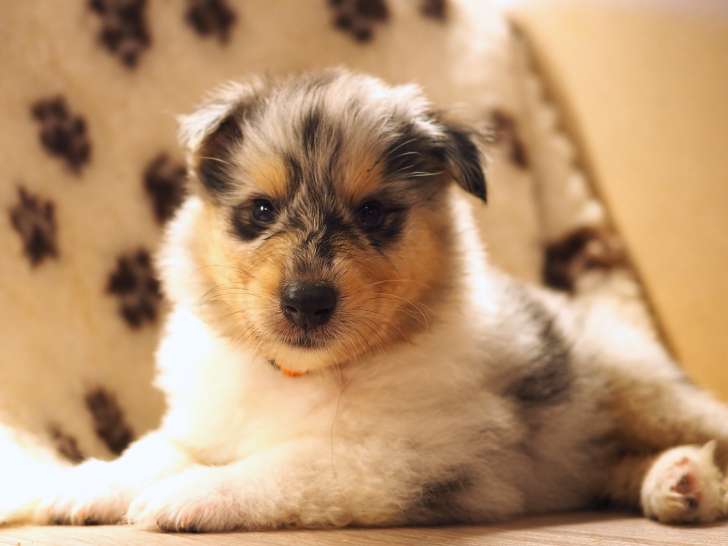 Mâle bleu merle