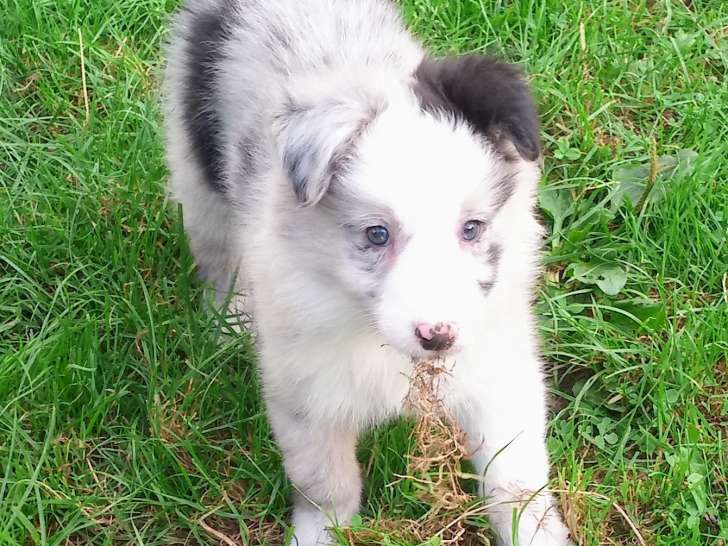 Femelles Border Collie merles et noires à vendre