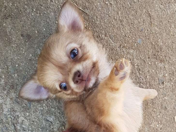 Chiot Chihuahua à vendre