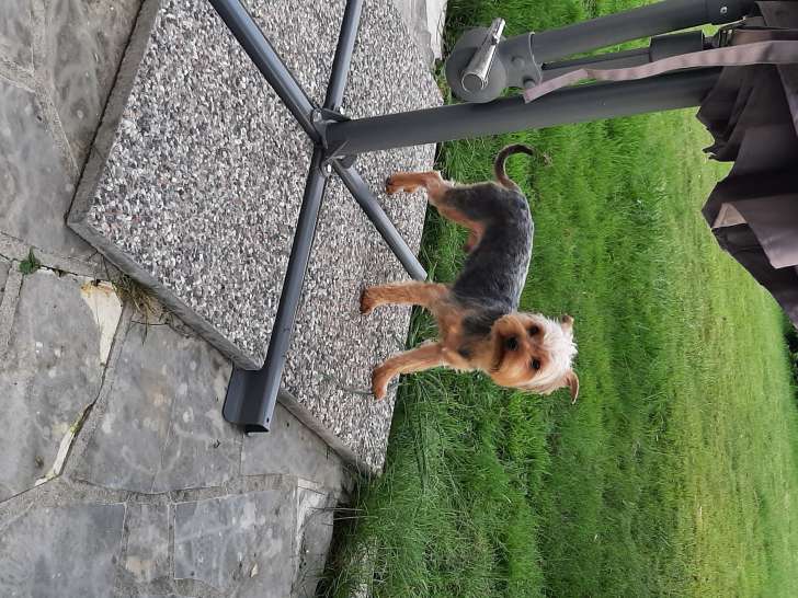 Chiots Yorkshire Terrier LOF à vendre
