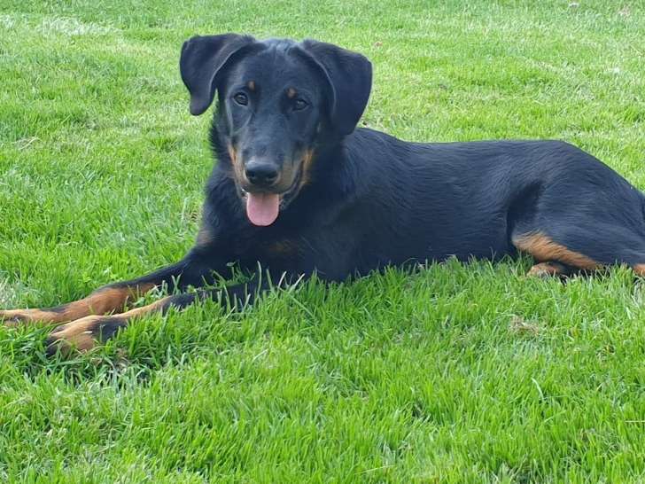 Chiot de race Beauceron à vendre