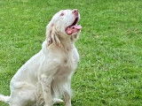 Mâle Setter Anglais disponible pour saillie