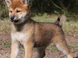 Chiots Shiba Inu disponibles