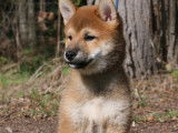 Chiots Shiba Inu disponibles