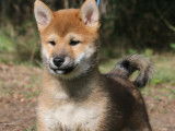 Chiots Shiba Inu disponibles