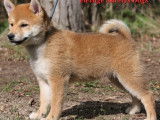 Chiots Shiba Inu disponibles