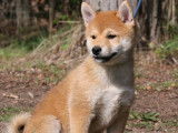 Chiots Shiba Inu disponibles