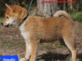 Chiots Shiba Inu disponibles