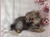 5 chiots Spitz Allemand disponibles