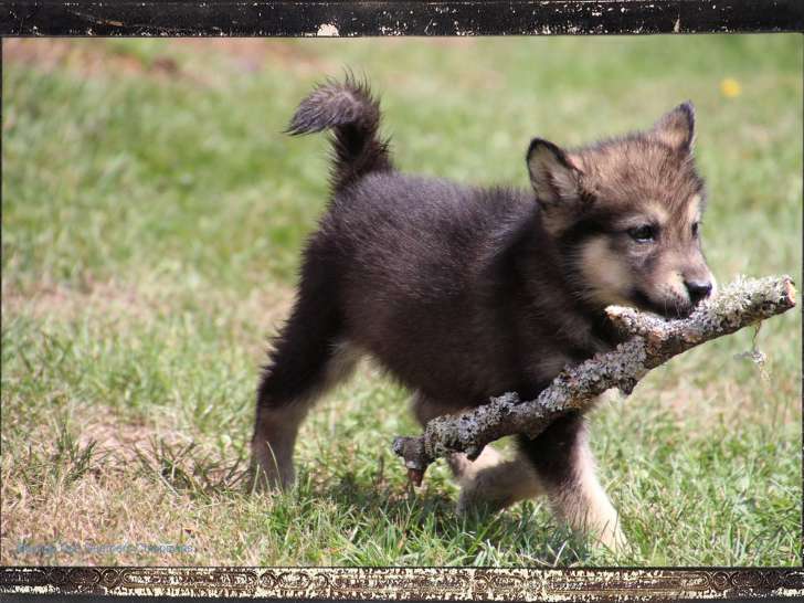 Chiots Malamute à vendre (6 Mâles & 1 Femelle)
