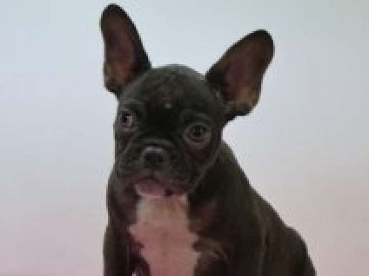 Chiots Bouledogue Français à vendre