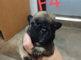Bouledogue Fran&ccedil;ais &agrave; vendre